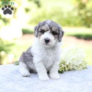 Rocky, Bich-Poo Puppy